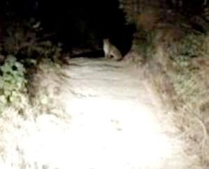 Leopard also seen in Kunihar area, panic among people