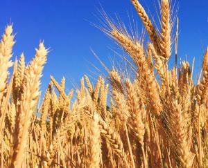 Procurement of more than two lakh quintals of paddy through 9 centers in the state