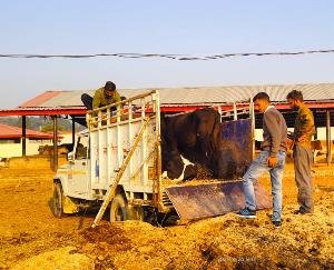 Indora: Commendable work done by social worker Bhanu Parashar to save the cow dynasty