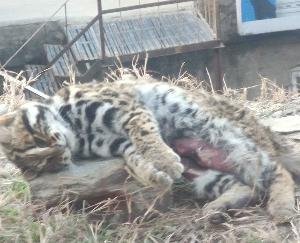 Shimla: Leopard Cat dies after being hit by a car in Devnagar