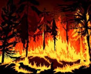 ज्वालामुखी: सुंधगल में व्यक्ति ने जलाए 5 घास में कुन्नू व तोड़े 2 सरकारी बेंच, मामला दर्ज