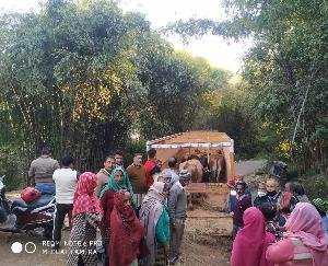 Palampur: People of Gram Panchayat Maniada got relief from stray animals