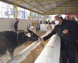 ज्वालामुखी: मुख्यमंत्री ने लुथान में राधाकृष्ण गौ अभ्यारण्य का वर्चुअल माध्यम से किया उद्घाटन