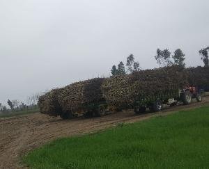 इंदौरा : पंजाब के अमृतसर की शुगर मिल की मनमानी प्रदेश के शिक्षा विभाग पर पड़ रही है भारी, ग्राउंड बना दलदल