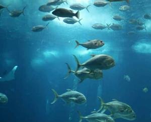 डाडा सीबा : 9 फरवरी को होगी मछली की नीलामी की ठेका बोली