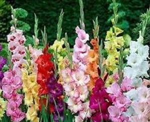 Mandi: Gladiolus flower of Himachal will make a splash