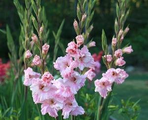 himachal ka gladiolus phool ab videsho mein banaega apni pehchaan