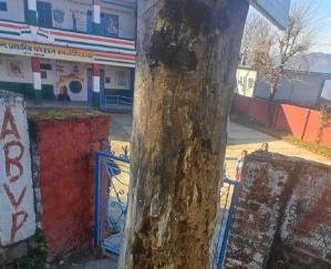 Jogindernagar: A dry tree outside the children's school gate invites the accident