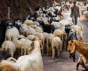 Now sheep farmers will be able to get their permit renewed anywhere in the state