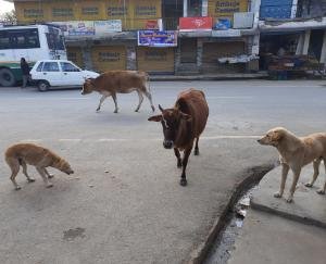 कुनिहार क्षेत्र में आवारा पशुओं की बढ़ती तादात से लोग परेशान 