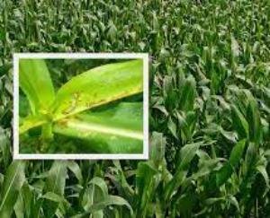 State government is providing all the benefits of various schemes to the farmers in a time bound manner