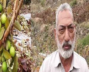 एचपी शिवा परियोजना से समृद्ध बने किसान, फलों के लहलहाते बगीचे बयां कर रहे खुशहाली की दास्तान