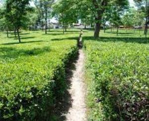  Kangra tea may soon get EU GI tag