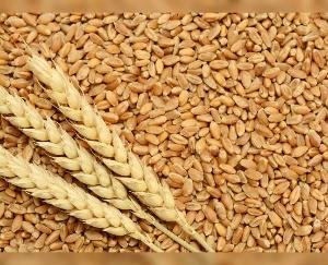 11 centers set up for the purchase of wheat, farmers will get facility