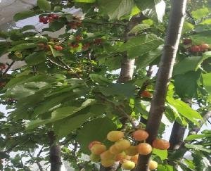 Crisis on stone fruits due to drought in Himachal