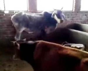 Viral video of Gausadan Kangaihan found wrong: SDM