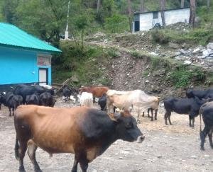 Appeal for cooperation for cattle feed