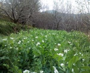 Snowpeas: A promising exotic vegetable for mid and high hills of Himachal