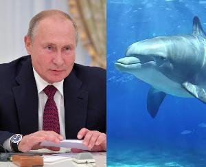 Now Russia has launched 'spy dolphin' in the battlefield, know what is the whole matter
