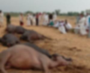 Seven buffaloes died due to lightning in Mand Ghandra