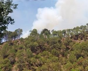  Forest wealth burnt due to fire