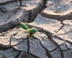 Drought caused damage of two hundred crores to crops in the state