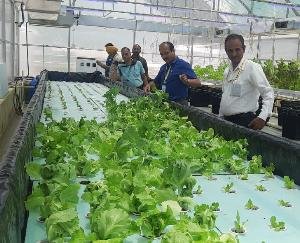 Hydroponic farming becomes white collar job: Vice Chancellor