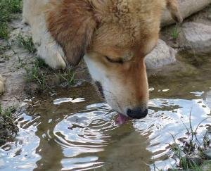 Take care of wild animals with you in the summer season