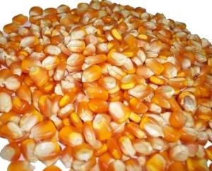 Himachal Pradesh: Government reduced subsidy on maize seeds