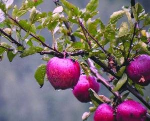 Tideman Early Worcester apple variety knocked in the market, gardeners are getting good prices