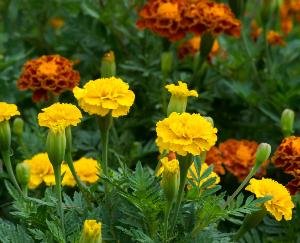 Tagete oil products from wild marigold flower will be sold abroad