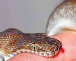 44-year-old woman dies of snake bite in Kholi