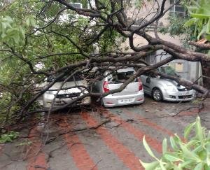 Kangra: Tree fell on vehicles parked in parking, damage to half a dozen vehicles