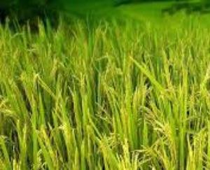 Urge to set up a national level resource center for research and development on natural farming practices of Himalayan region in Himachal