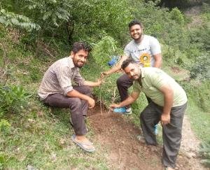  AVBP planted saplings in Harnera Panchayat