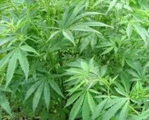 cannabis grows on anyone's land in Gummar, the panchayat will challan