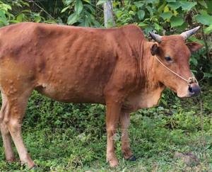 In Himachal too, 'Lumpy' infection spread among animals, 1000 animals got infected in the state, 51 died