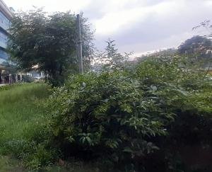 forest of bushes built around the State Pollution Control Board office