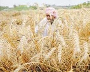 युवाओं को कृषि की तरफ आकर्षित करने की जरूरत