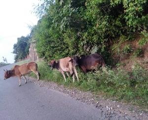 Movement of stray animals on the roads of the area, farmers' crops destroyed