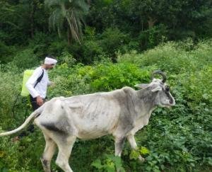 Treatment of destitute animals roaming in injured condition in Bathra Panchayat - Parikshit Kumar