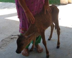 Panic among the people of Chatwal village of Panchayat Landiyara due to leopard terror