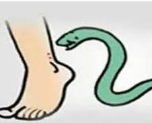 Jwalamukhi: Gagduhi's 2-year-old girl was bitten by a snake, died