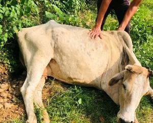 Lumpy skin disease spreading rapidly in the state