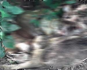  Leopard danced with a cow tied in the fields