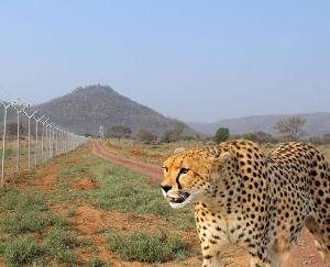 Cheetahs return to India after 70 years