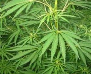  people do not uproot cannabis from their land, then the police will take action - Station House Officer