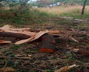 Dehra: 4 sandalwood trees cut from proprietary land, case filed against unknown person
