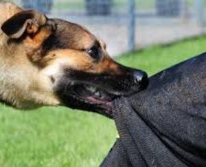 In Dadasiba, mad dogs hunted dumb animals and dogs