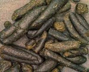 Kangra: Person arrested with 1.5 kg charas in Baijnath